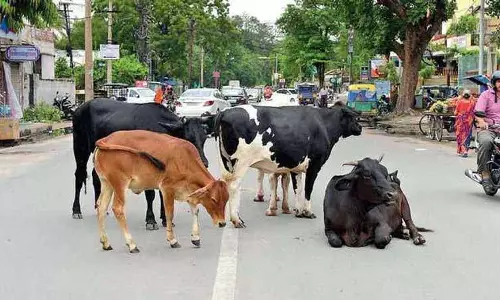 Himachal MLAs ने आवारा पशुओं की बढ़ती समस्या को रोकने के लिए और गौशालाओं की मांग की