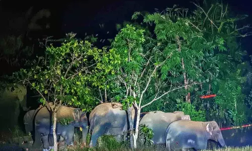Sundargarh में हाथियों के झुंड ने मचाई तबाही, एक आदमी की मौत Sundargarh में हाथियों के झुंड ने मचाई तबाही, एक आदमी की मौत