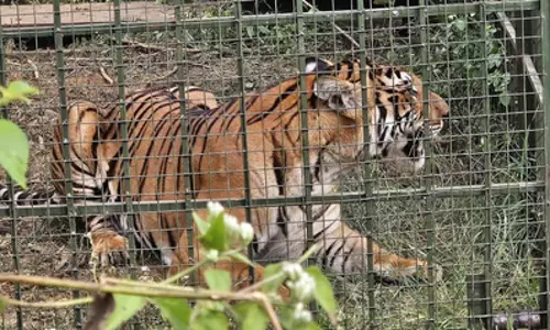 Gudalur में आतंक मचाने वाला बाघ लम्बी तलाश के बाद गिरफ्तार Gudalur में आतंक मचाने वाला बाघ लम्बी तलाश के बाद गिरफ्तार