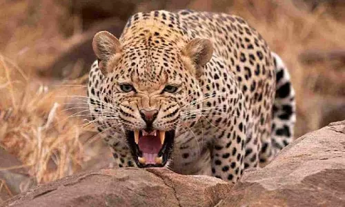 Leopard के हमले में खेत में बच्ची की मौत, इलाका हाई अलर्ट पर Leopard के हमले में खेत में बच्ची की मौत, इलाका हाई अलर्ट पर