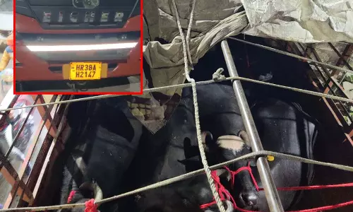 डीडी नगर में गौ रक्षकों का अभियान, 13 मवेशी बरामद, चालक गिरफ्तार डीडी नगर में गौ रक्षकों का अभियान, 13 मवेशी बरामद, चालक गिरफ्तार