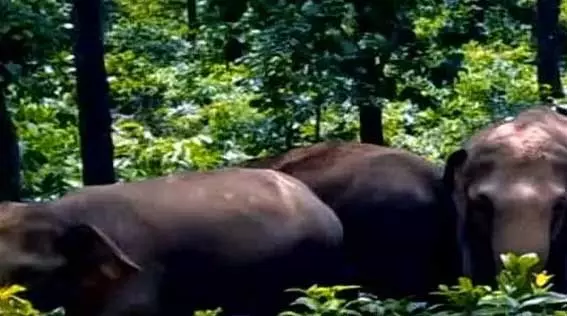 पति-पत्नी को हाथियों ने रौंदा, खेत में मिली दो की लाश पति-पत्नी को हाथियों ने रौंदा, खेत में मिली दो की लाश