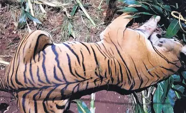 SC के आदेश की परवाह नहीं: सफारी फिर से खोलने की योजना SC के आदेश की परवाह नहीं: सफारी फिर से खोलने की योजना