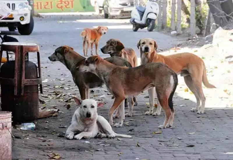 Gurugram नगर निगम ने आवारा कुत्तों की नसबंदी और टीकाकरण अभियान शुरू किया Gurugram नगर निगम ने आवारा कुत्तों की नसबंदी और टीकाकरण अभियान शुरू किया