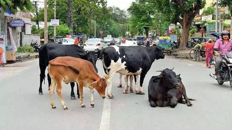 Himachal MLAs ने आवारा पशुओं की बढ़ती समस्या को रोकने के लिए और गौशालाओं की मांग की Himachal MLAs ने आवारा पशुओं की बढ़ती समस्या को रोकने के लिए और गौशालाओं की मांग की