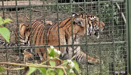 Gudalur में आतंक मचाने वाला बाघ लम्बी तलाश के बाद गिरफ्तार Gudalur में आतंक मचाने वाला बाघ लम्बी तलाश के बाद गिरफ्तार