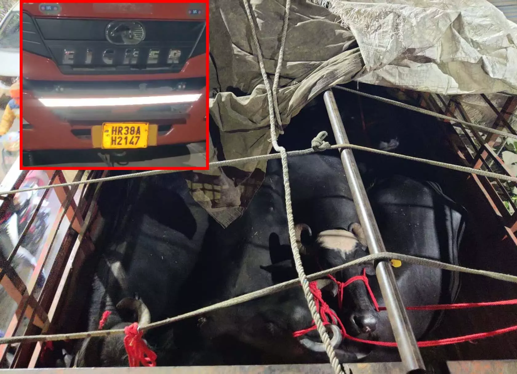 डीडी नगर में गौ रक्षकों का अभियान, 13 मवेशी बरामद, चालक गिरफ्तार डीडी नगर में गौ रक्षकों का अभियान, 13 मवेशी बरामद, चालक गिरफ्तार