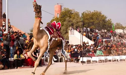 Bikaner: 9 से 11 जनवरी तक सजेगा अंतरराष्ट्रीय ऊंट महोत्सव