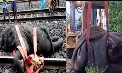 West Bengal:  ट्रेन की चपेट में आने से हाथी की मौत