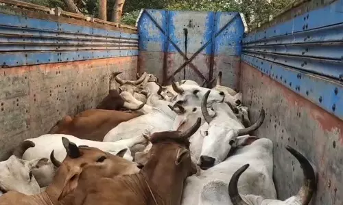Odisha : पुलिस के पीछा करने पर मवेशियों से लदा ट्रक बिजली के खंभे से टकरा गया