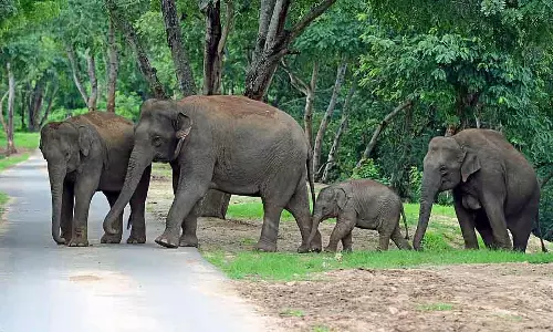 बन्नेरघट्टा पार्क खतरे में: नेचर कंजर्वेशन ट्रस्ट चिंतित बन्नेरघट्टा पार्क खतरे में: नेचर कंजर्वेशन ट्रस्ट चिंतित