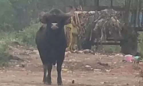 Anekal : बाइसन जिसने पकड़ने आए लोगों को मुक्का मारा Anekal : बाइसन जिसने पकड़ने आए लोगों को मुक्का मारा
