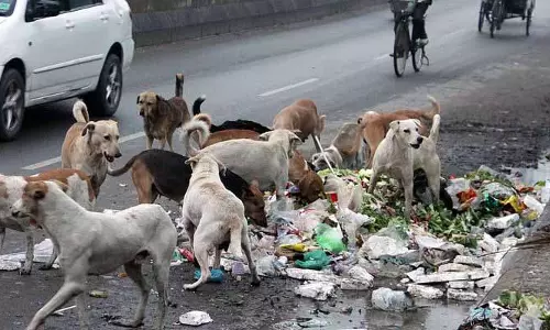 Phagwara में आवारा कुत्तों के खतरे का मुद्दा ह्यूमन राइट्स पैनल के सामने उठा, पूर्व MP ने कार्रवाई की मांग की Phagwara में आवारा कुत्तों के खतरे का मुद्दा ह्यूमन राइट्स पैनल के सामने उठा, पूर्व MP ने कार्रवाई की मांग की