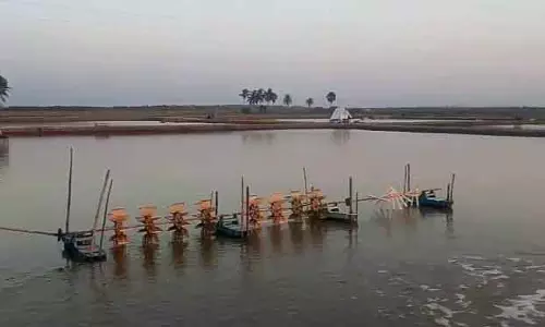 मशरूम उगाने वाले झींगे के घेरे से Bhitarkanika के रहने की जगह को खतरा