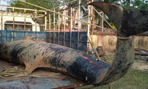 Bhadrak के कासिया जेट्टी पर विशाल पिग्मी किलर व्हेल मृत पाई गई