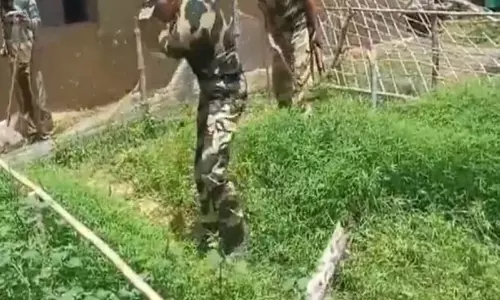 Keonjhar के अधिकारियों ने बड़ी कार्रवाई करते हुए 12,000 गांजे के पौधे नष्ट किए