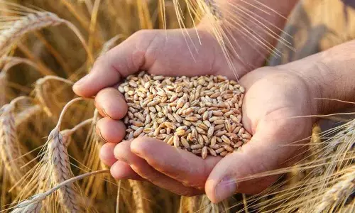 Wheat को सिर्फ चपाती की तरह ही नहीं, बल्कि इनके जैसे भी खाएं, इससे सेहत को कई फायदे होते हैं