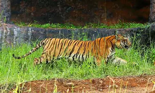 Karnataka : वन विभाग ने हाथियों की मदद से गांव में बच्चों के साथ घूम रही मादा बाघिन को पकड़ा