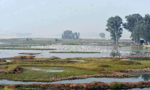 Jammu: भारत-पाक सीमा पर घराना वेटलैंड में साइबेरियाई प्रवासी पक्षियों की भीड़
