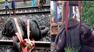West Bengal: ट्रेन की चपेट में आने से हाथी की मौत West Bengal: ट्रेन की चपेट में आने से हाथी की मौत