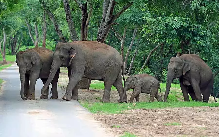 बन्नेरघट्टा पार्क खतरे में: नेचर कंजर्वेशन ट्रस्ट चिंतित बन्नेरघट्टा पार्क खतरे में: नेचर कंजर्वेशन ट्रस्ट चिंतित