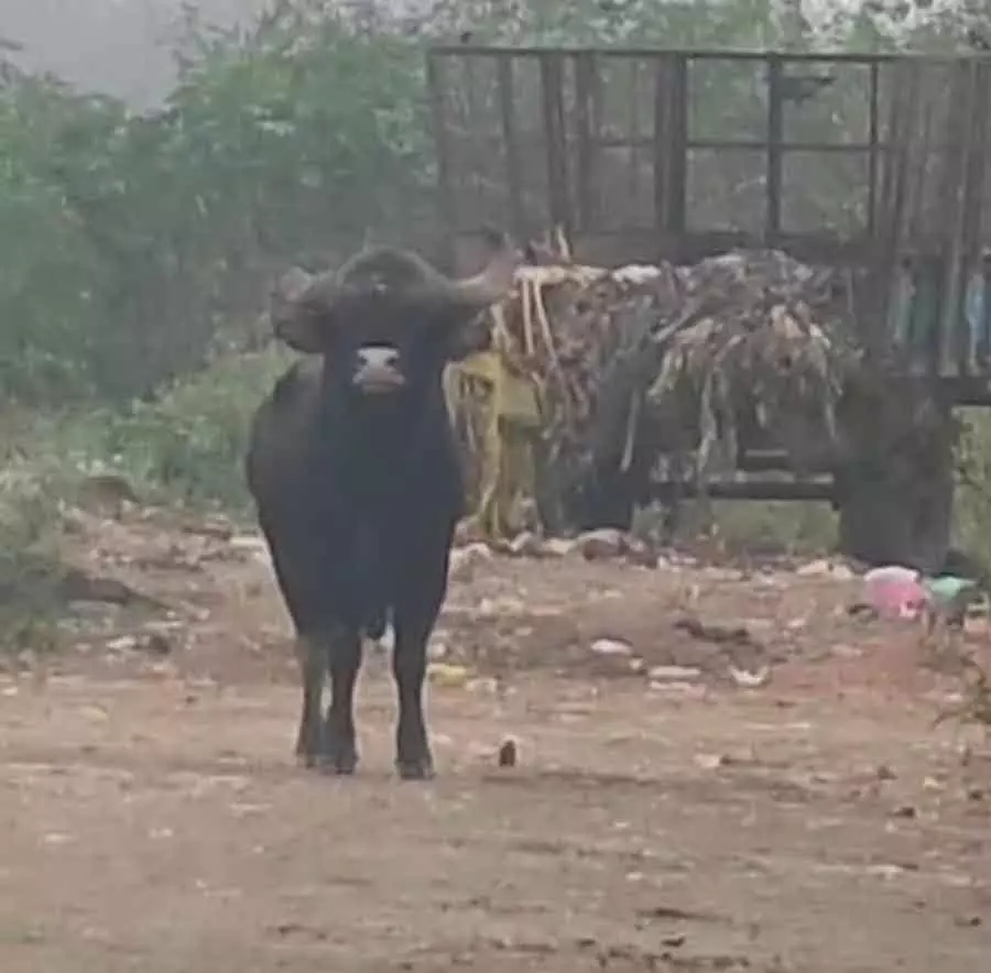 Anekal : बाइसन जिसने पकड़ने आए लोगों को मुक्का मारा Anekal : बाइसन जिसने पकड़ने आए लोगों को मुक्का मारा