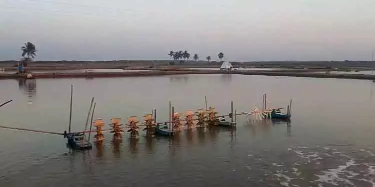 मशरूम उगाने वाले झींगे के घेरे से Bhitarkanika के रहने की जगह को खतरा मशरूम उगाने वाले झींगे के घेरे से Bhitarkanika के रहने की जगह को खतरा