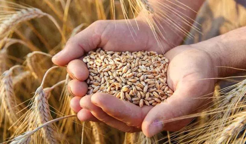 Wheat को सिर्फ चपाती की तरह ही नहीं, बल्कि इनके जैसे भी खाएं, इससे सेहत को कई फायदे होते हैं Wheat को सिर्फ चपाती की तरह ही नहीं, बल्कि इनके जैसे भी खाएं, इससे सेहत को कई फायदे होते हैं
