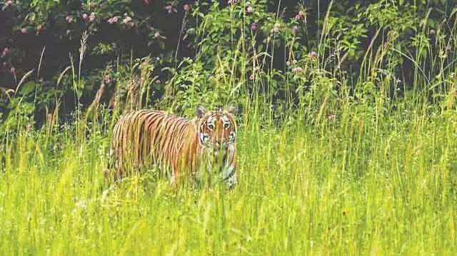 Hunsur : वन विभाग ने जंगल के किनारे घूमते हुए एक बाघ और उसके चार बच्चों को पकड़ा Hunsur : वन विभाग ने जंगल के किनारे घूमते हुए एक बाघ और उसके चार बच्चों को पकड़ा
