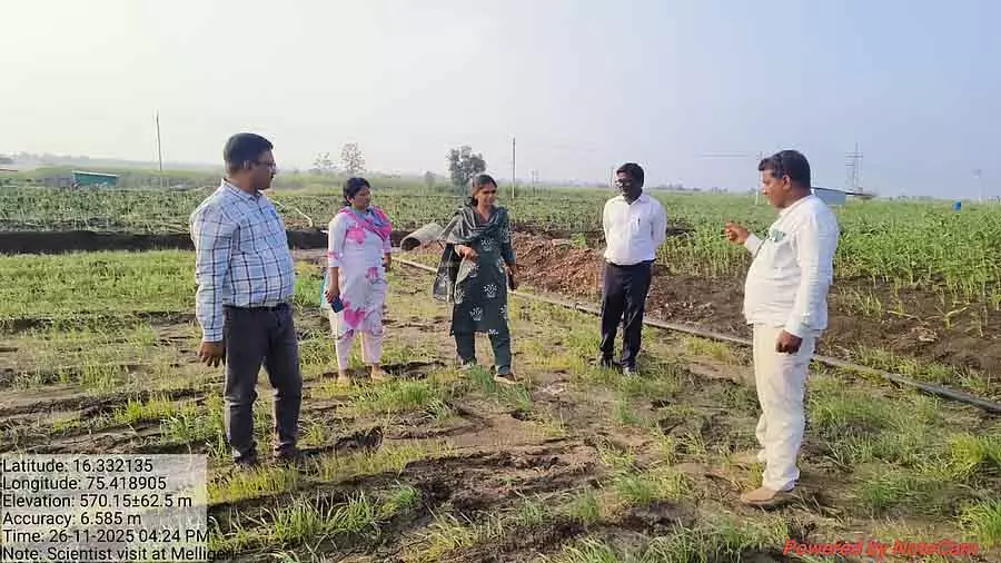 कृषि अधिकारियों ने किसानों के खेतों का दौरा किया; फसलों का निरीक्षण किया कृषि अधिकारियों ने किसानों के खेतों का दौरा किया; फसलों का निरीक्षण किया