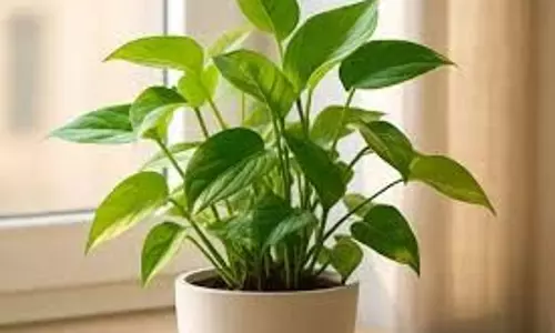 Vastu Tips: मनी प्लांट पर बांध दे ये 3 चीजें, चमक उठेगी किस्मत, पैसों की कभी नहीं होगी कमी Vastu Tips: मनी प्लांट पर बांध दे ये 3 चीजें, चमक उठेगी किस्मत, पैसों की कभी नहीं होगी कमी