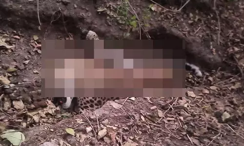 Indore leopard death : क्लच वायर, गायब पंजे, कटे हुए कुत्ते क्रूर शिकार का खुलासा करते हैं