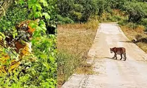 Jaipur: नाहरगढ़ में शेर–बाघ देखने की उमड़ी भीड़, 2,316 सैलानी पहुंचे Jaipur: नाहरगढ़ में शेर–बाघ देखने की उमड़ी भीड़, 2,316 सैलानी पहुंचे