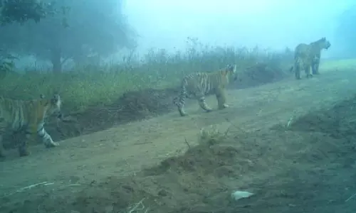 Rajasthan: बाघिन T-2307 ने 3 शावकों को द‍िया जन्म