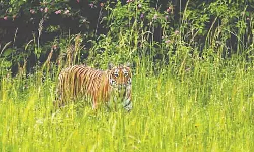Hunsur : वन विभाग ने जंगल के किनारे घूम रहे एक बाघ और उसके चार बच्चों को पकड़ा