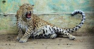 Leopard के डर से जुन्नार, शिरुर तहसीलों में चुनाव प्रचार प्रभावित