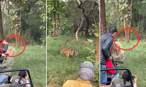 Panna टाइगर रिजर्व में टूरिस्ट ने 5 टाइगर का रास्ता रोका, पास से तस्वीरें लीं