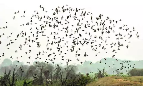 प्रवासी स्टार्लिंग: चिंत्रपल्ली झील में गुलाबी स्टार्लिंग