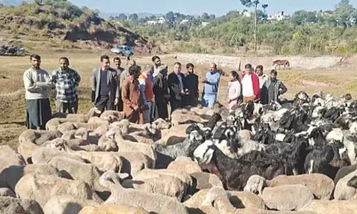 SKUAST-J का मेगा एनिमल क्लिनिकल कैंप, Rajouri के आदिवासी किसानों के लिए वरदान