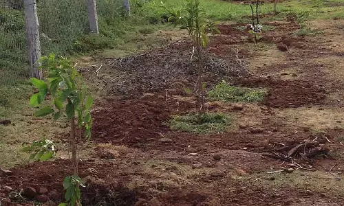 Sirsi : नरेगा लागू करने में वन विभाग की लापरवाही