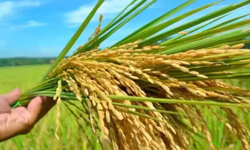 Kerala : धान की खरीद धीमी, सिर्फ आधा ही खरीदा गया