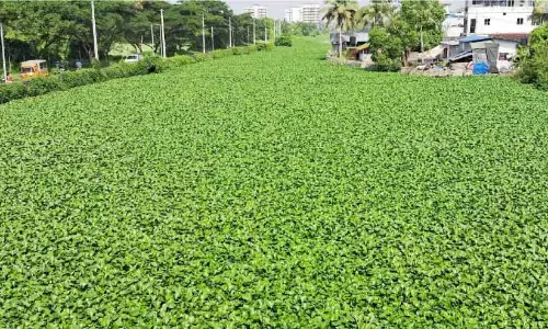नदियों में काई भर गई; मछुआरे परेशान