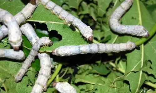 मानपुर डिपो में लाख पालन कार्यशाला का सफल आयोजन मानपुर डिपो में लाख पालन कार्यशाला का सफल आयोजन