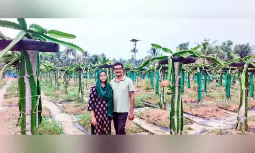 Kerala : एक कपल ने झील के किनारे खूबसूरत ड्रैगन फ्रूट गार्डन बनाया