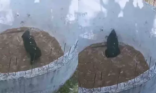 Himachal Pradesh: खाली पानी की टंकी में गिरा विशालकाय भालू Himachal Pradesh: खाली पानी की टंकी में गिरा विशालकाय भालू