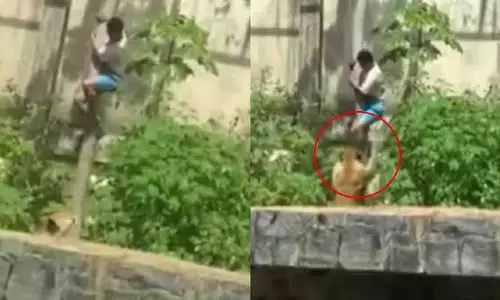 Brazil: 19 साल के लड़के की शेरनी ने चिड़ियाघर में जान ले ली Brazil: 19 साल के लड़के की शेरनी ने चिड़ियाघर में जान ले ली