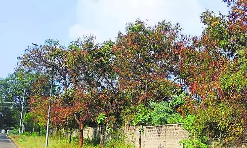 सूख रहे नीम के पेड़: अलमट्टी में 100 से ज़्यादा पेड़ इस बीमारी से संक्रमित हैं
