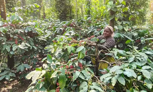 Chikmagalur : कॉफी की कटाई बहुत महंगी है