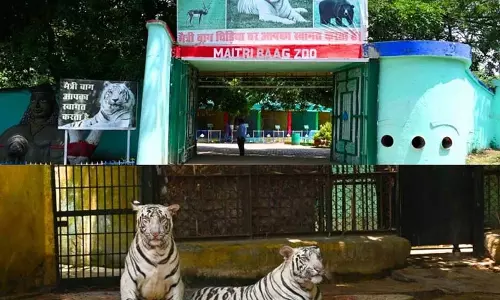CG: मैत्रीबाग जू में सफेद बाघिन ‘जया’ की संदिग्ध मौत, संरक्षण केंद्र में शोक