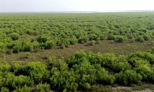 Gujarat ने मैंग्रोव क्षेत्र का विस्तार किया, प्राकृतिक तटीय ढाल को किया मजबूत Gujarat ने मैंग्रोव क्षेत्र का विस्तार किया, प्राकृतिक तटीय ढाल को किया मजबूत